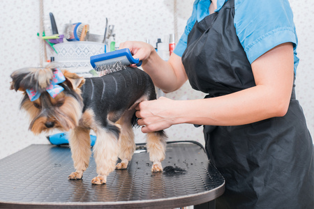 Hands combing yorkshire terrier. Groomer working, cute little dog. York grooming.の写真素材