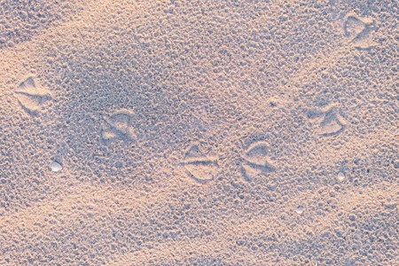 Prints of paws of seagulls on the sand on a sunset on the beach sand. Top view.