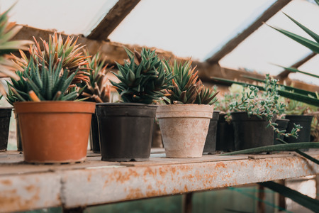 Cactus succulents grow in pots on shelfの写真素材