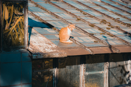 Red cat is sitting on the old roof. Cute red cat.の写真素材