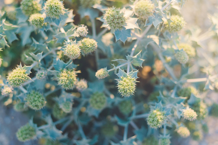 Green prickle grows on the beach sand. Eryngium bush grows on desert beach sand. Sunset view.の写真素材