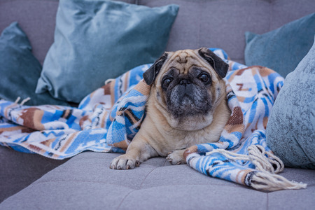 Cute pug is wrapped in warm blanket with blue ornament. Cold weather concept.の写真素材