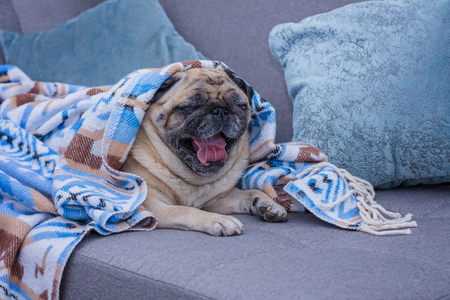 Cute pug is wrapped in warm blanket with blue ornament and yawns. Cold weather concept.の写真素材