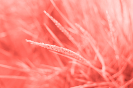 Golden spikelets in sunset light on the sandy beach toned coral color. Color of the 2019 year.の写真素材
