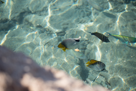 Tropical colorful fish in crystal clear water in Red sea. Fishes are swimming below the surface of crystal sea water, top view.の写真素材