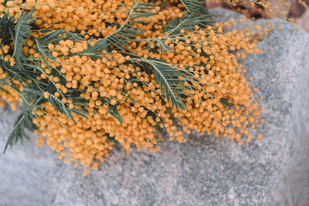 Mimosa yellow flowers bouquet on stone background.の写真素材