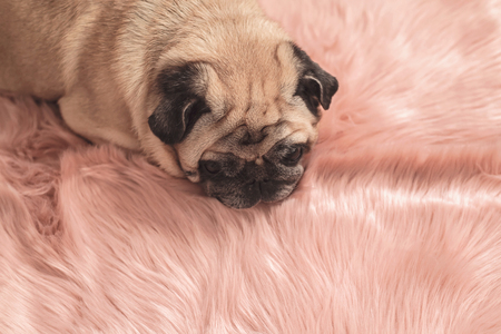 Cute pug is sleeping on pink fur carpet. Sleepy and cozy concept.の写真素材