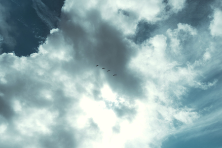 Flock of birds in stunning sky with big dark clouds.