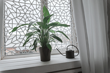 Green plant in pot and watering can on white window sill. The stylish laconic interior.の写真素材