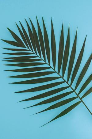 Tropical palm leaf on blue background. Minimal concept. Flat lay.の写真素材