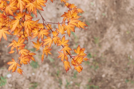 Branch with bright orange autumn leaves. Autumn concept. Season.の写真素材