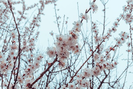 White spring blossom of fruit trees in sunlight. Spring concept.