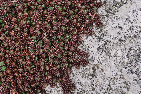 Green and brown succulent natural pattern on stone. Top view, copy space.の写真素材
