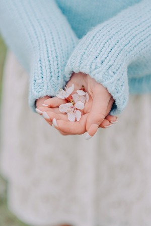 White bloom in woman's hands with french manicure. Spring concept.の写真素材