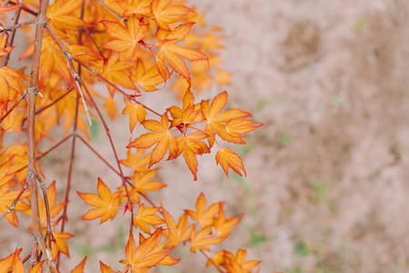 Branch with bright orange autumn leaves. Autumn concept. Season.の写真素材