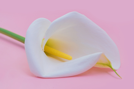 White calla lilly flower on pink background. Close up.の写真素材