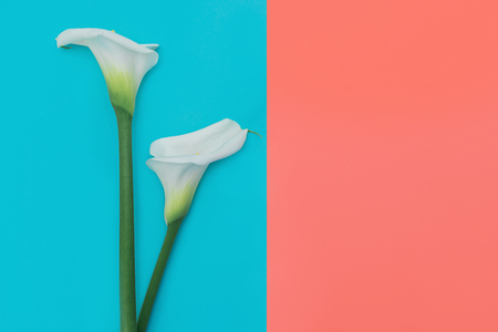 Two white calla lilly flowers on blue and coral background. Copy space.の写真素材
