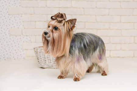 Cute yorkshire terrier with violet bow after grooming on white brick wall background. Grooming concept.の写真素材