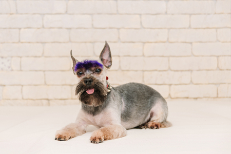 Cute yorkshire terrier after grooming on white brick wall background. Grooming concept.の写真素材