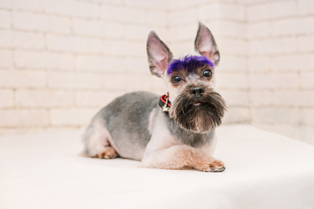Cute yorkshire terrier with violet brows after grooming on white brick wall background. Grooming concept.の写真素材