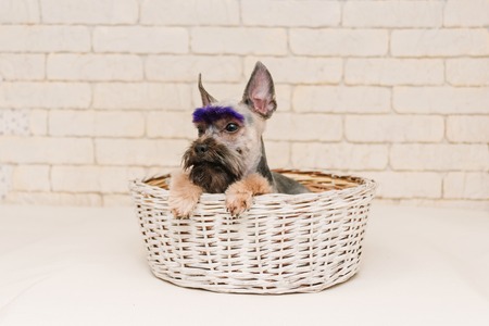 Cute yorkshire terrier with violet brows after grooming in white basket. Grooming concept.の写真素材