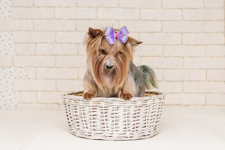 Cute yorkshire terrier with violet bow after grooming in white basket.の写真素材