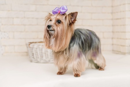 Cute yorkshire terrier with violet bow after grooming on white brick wall background.の写真素材
