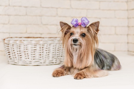 Cute yorkshire terrier with violet bow after grooming on white brick wall background.の写真素材
