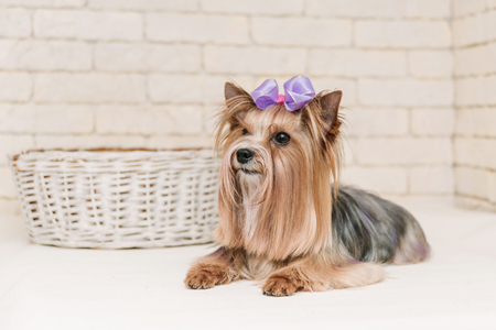Cute yorkshire terrier with violet bow after grooming on white brick wall background.の写真素材