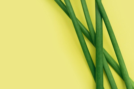 Green flower stalks on yellow background with copy space. Natural frame.の写真素材