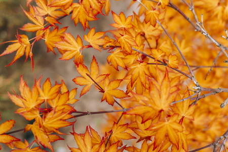 Branch with bright orange autumn leaves. Autumn concept.の写真素材