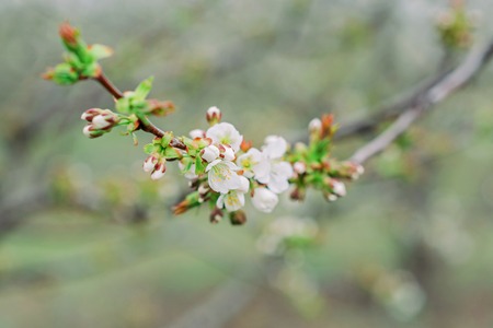 White spring blossom of fruit trees in sunlight.の写真素材