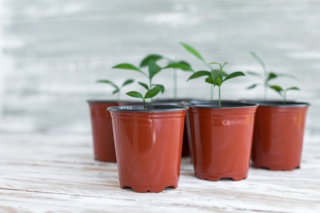 Green new plants in brown pots. Potted plants on white wooden background.の写真素材