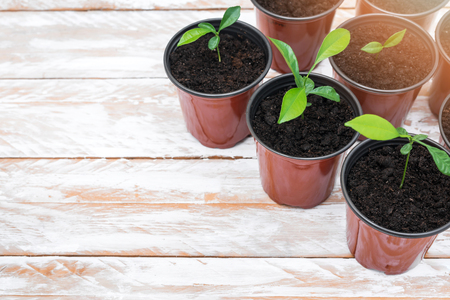 Green new plants in brown pots. Potted plants on white wooden background.の写真素材