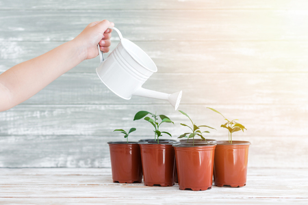 Childs hand with white water can and green new plants in brown pots.の写真素材
