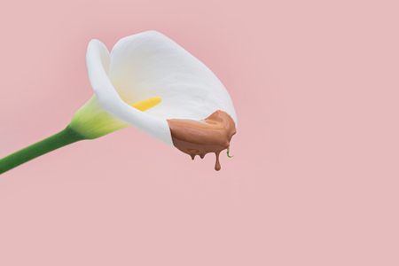 White calla lilly with beige flowing concealer on pink background. Copy space.の写真素材
