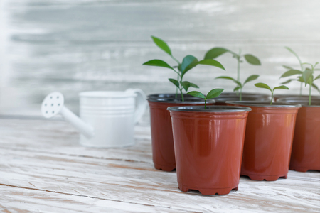 Green new plants in brown pots. Potted plants on white wooden background.の写真素材