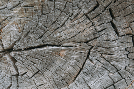 Natural brown old wooden background. Old bark texture.の写真素材