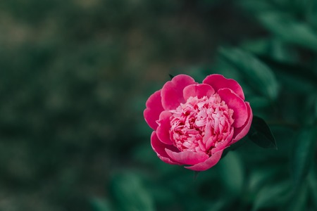 Pink beautiful peonies blooming in the garden.の写真素材
