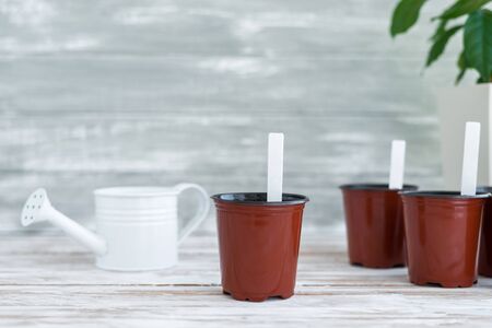 Brown pots with labels and white water can. Potted plants on white wooden background. Copy space.の写真素材