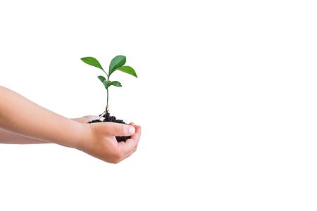 Small green plant cupped in child's hands isolated on white. Copy space.の写真素材