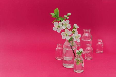 Branch with white blossom in glass bottle on dark pink color background. Spring concept.の写真素材