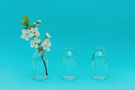 Branch with white blossom in glass bottle on blue color background. Spring concept.の写真素材