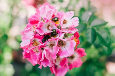 Green bugs on pink roses flowers. Top view. Nature concept.の写真素材
