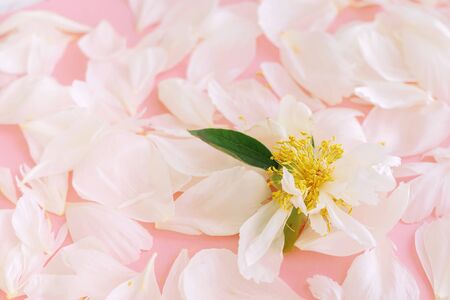 White tender peony petals on pink background. Top view.の写真素材