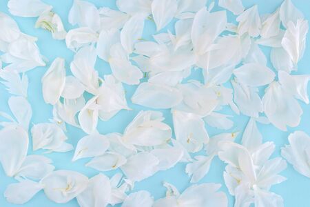 White tender peony petals on blue background. Top view.の写真素材