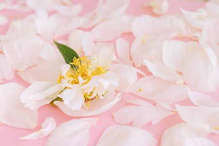 White tender peony petals on pink background. Top view.の写真素材