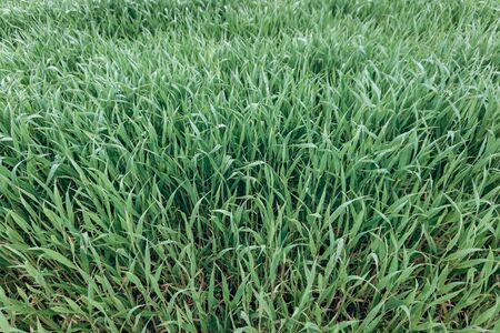 Background made of fresh green grass. Creative and moody color of the picture. Field.の写真素材