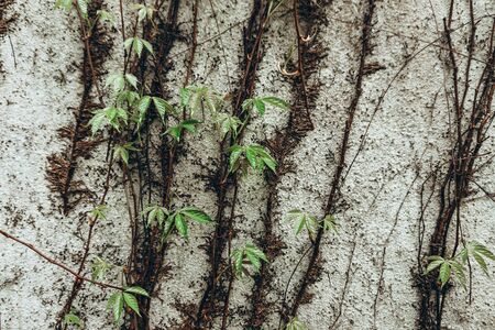 Background made of fresh green ivy leaves and branches on stone background. Creative dynamic backdrop.の写真素材