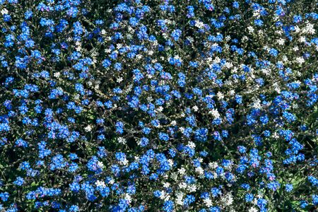 Bright blue small flowers natural pattern. Top view. Natural background.の写真素材